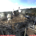 19_15-nest.jpg