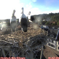 19_20-nest.jpg
