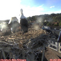 19_25-nest.jpg