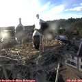 19_35-nest.jpg