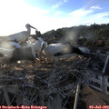 19_45-nest.jpg