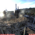 19_55-nest.jpg