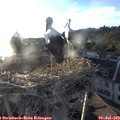 20_00-nest.jpg