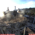 20_05-nest.jpg