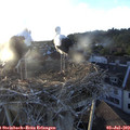 20_10-nest.jpg