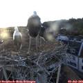 20_20-nest.jpg
