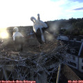 20_30-nest.jpg