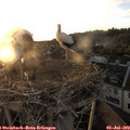 20_35-nest.jpg