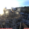 20_45-nest.jpg