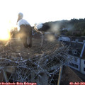 21_00-nest.jpg