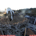 21_05-nest.jpg
