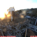 21_10-nest.jpg