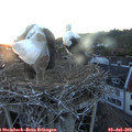 21_25-nest.jpg