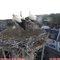05_30-nest.jpg