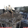 05_35-nest.jpg