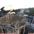 05_40-nest.jpg