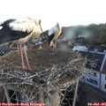 05_45-nest.jpg