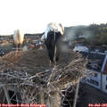 05_50-nest.jpg
