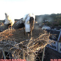 05_55-nest.jpg