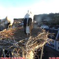 06_00-nest.jpg