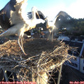 06_05-nest.jpg