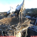 06_10-nest.jpg