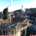 06_15-nest.jpg