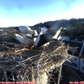 06_20-nest.jpg