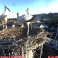 06_25-nest.jpg