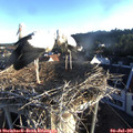 06_30-nest.jpg