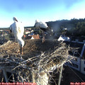 06_35-nest.jpg