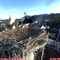 06_40-nest.jpg