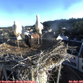 06_45-nest.jpg