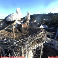 06_50-nest.jpg