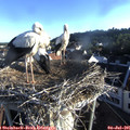06_55-nest.jpg