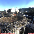 07_00-nest.jpg