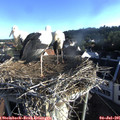 07_05-nest.jpg