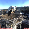 07_10-nest.jpg