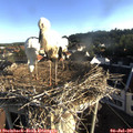 07_15-nest.jpg