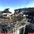 07_20-nest.jpg