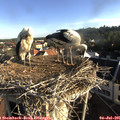 07_25-nest.jpg