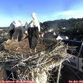 07_30-nest.jpg