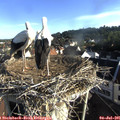 07_35-nest.jpg