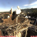 07_40-nest.jpg