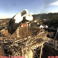 07_45-nest.jpg
