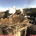 07_50-nest.jpg