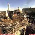 07_55-nest.jpg