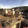 08_00-nest.jpg