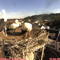 08_05-nest.jpg