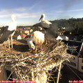 08_15-nest.jpg